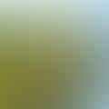 dill