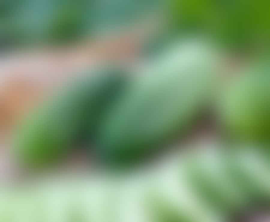 pickling cucumbers varieties