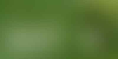 Unlocking the Mystery of Pickle Translucency - 🥒 Cracking the Clarity Code